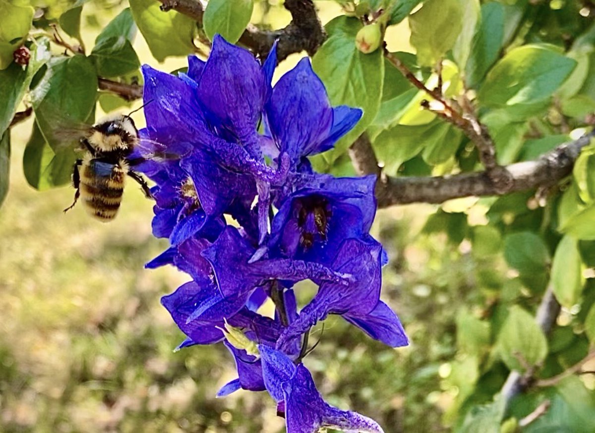 Sweet honey bee 🐝 #purpleflowers #flowers #nature #beautiful #RightPlaceRightTime #BackYard #outdoors #HobbyPhotographer #Summer #August