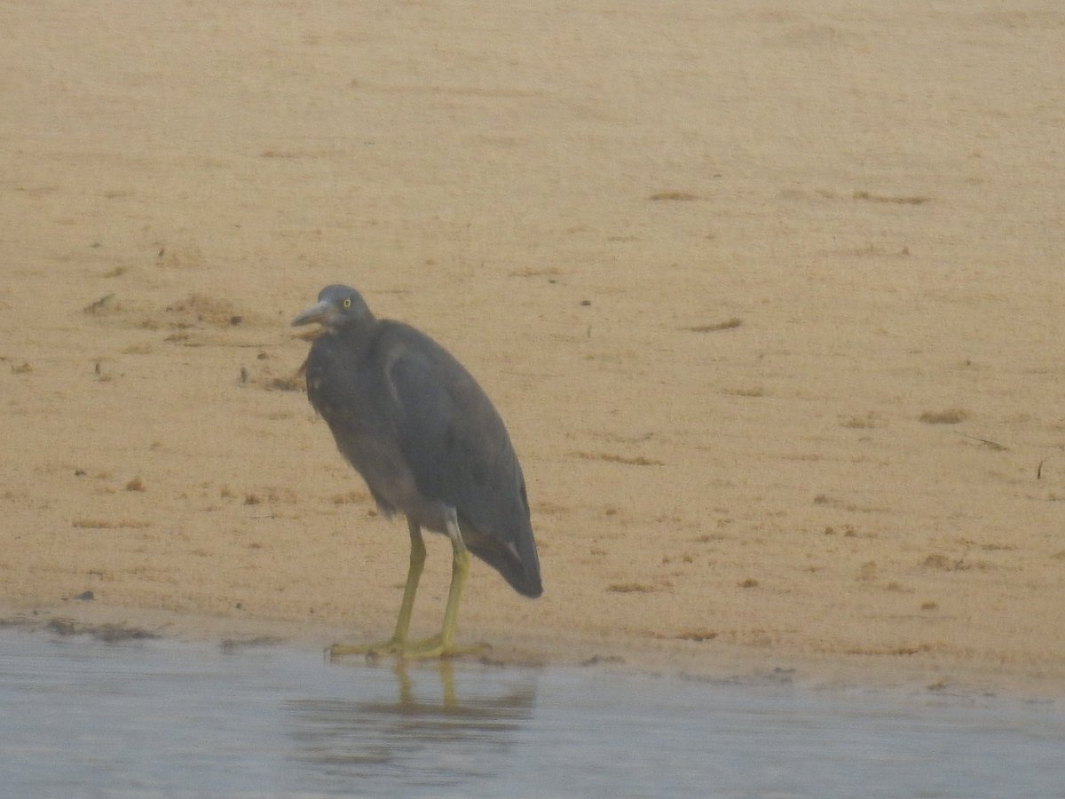 Marybell1Bell's tweet photo. A #firsttimesighting for me of a handsome dark egret - Eastern Reef Egret - Egretta sacra. Found in dark and white form
#January on beautiful #YuinCountry #southcoastNSW #easternreefegret #BirdsSeenin2021 #bird_brilliance #birdsofaustralia #birdsofoz #australianwaterbird https://t.co/SbzZNiuUWJ