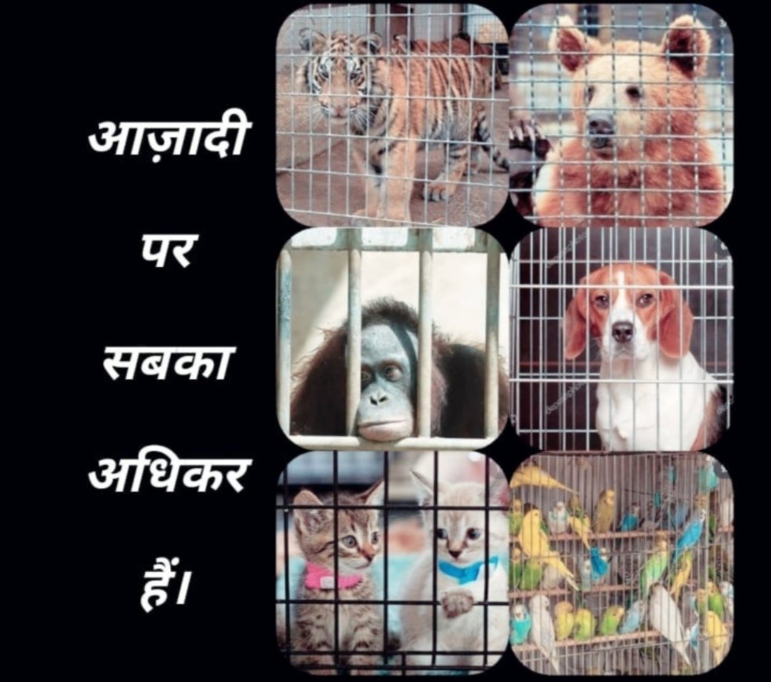 streetdogsof's tweet photo. जानवरों सहित सभी को स्वतंत्रता का अधिकार है। श्री @narendramodi जी पिछले ६० वर्षों में, पशु क्रूरता कानूनों में कोई बदलाव नहीं किया गया है। हम आपसे भारत में पशु क्रूरता के खिलाफ सख्त कानून बनाने का अनुरोध करते हैं 🙏 @PRupala #India 

@TheJohnAbraham @PoojaB1972 @rashmigautam27 https://t.co/eNcXN3kQZ3