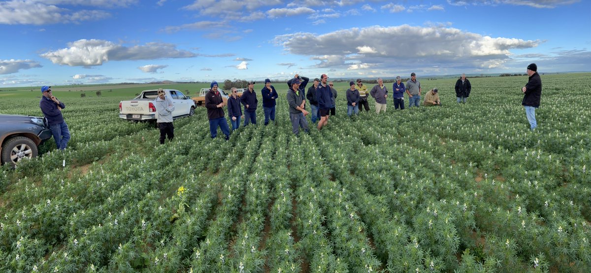 David Pfeiffer tweet media