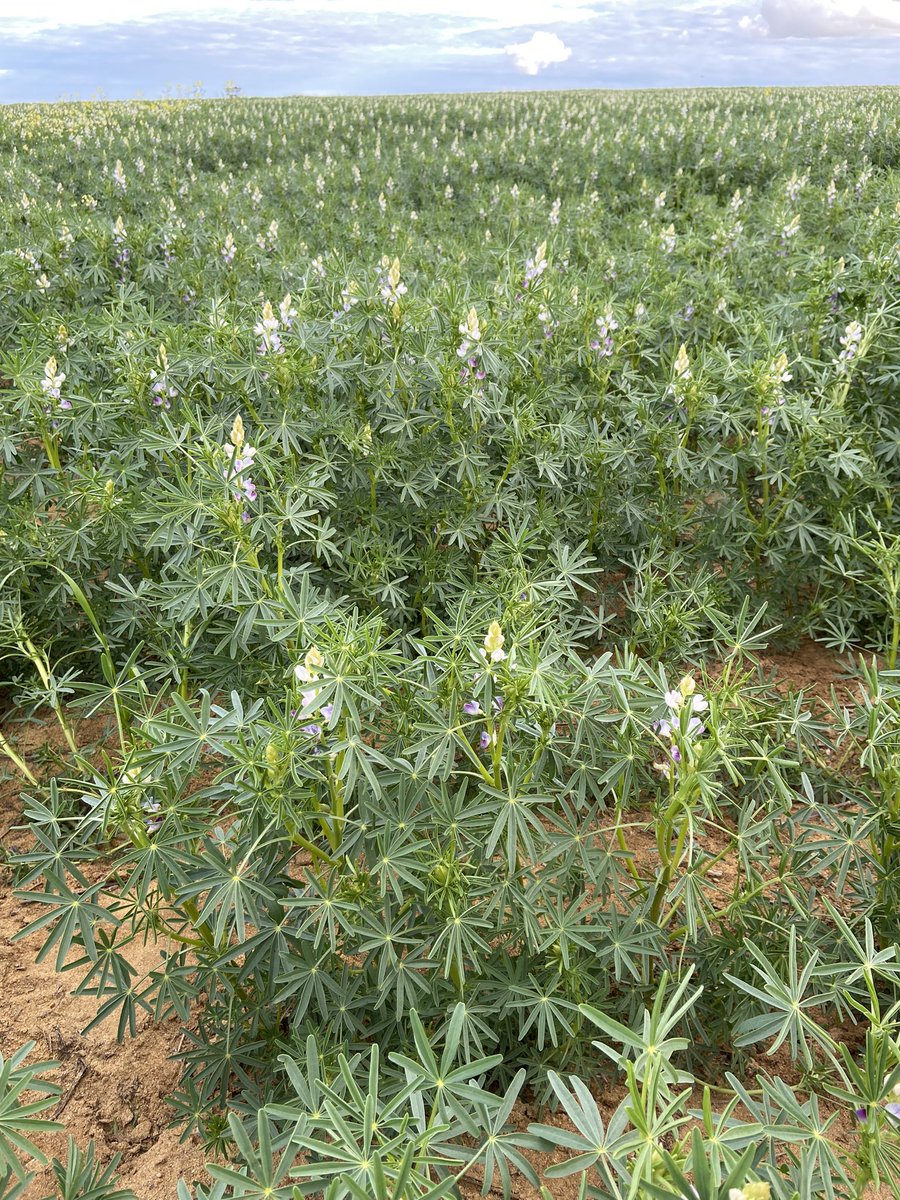 David Pfeiffer tweet media