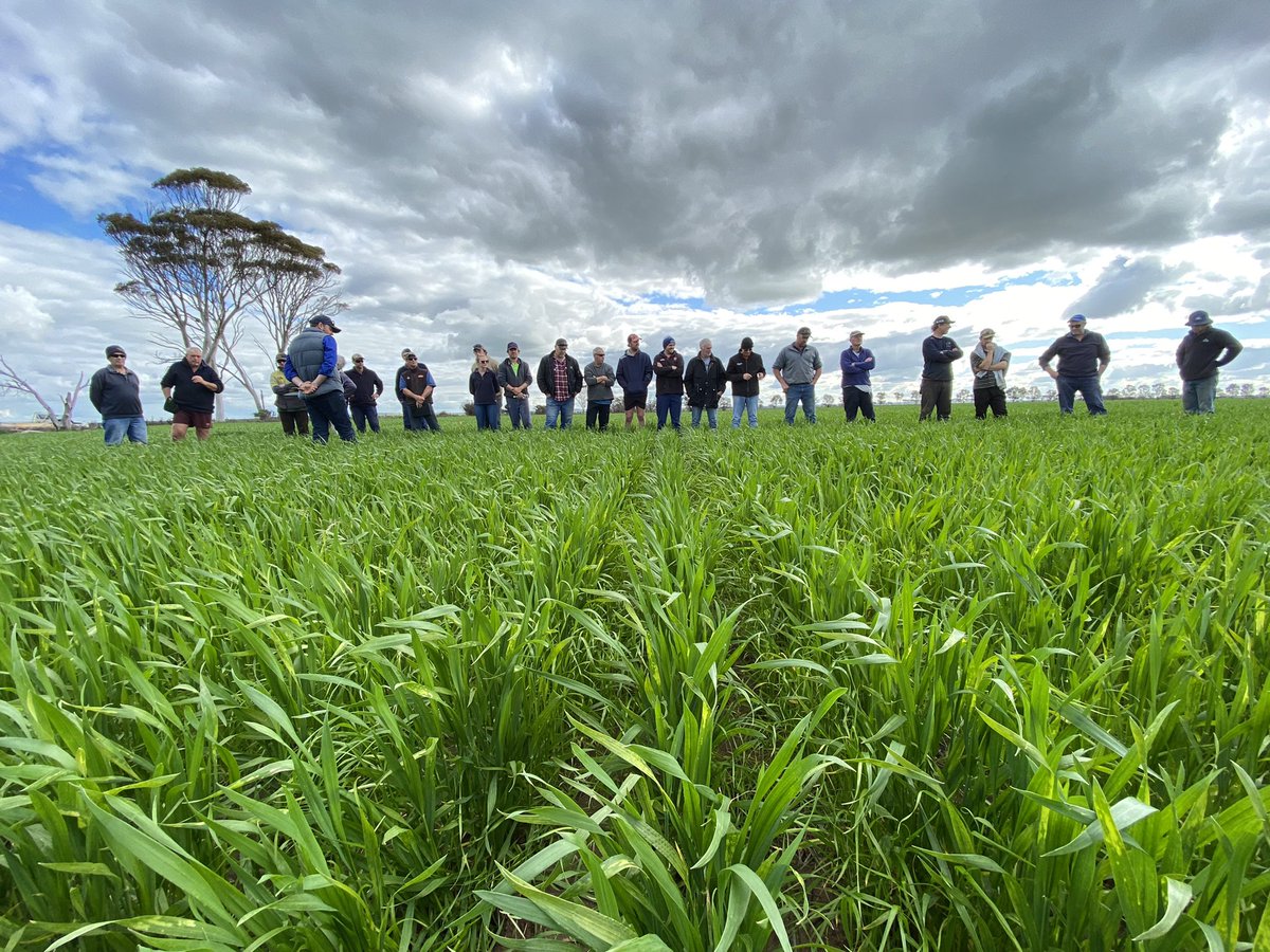 David Pfeiffer tweet media