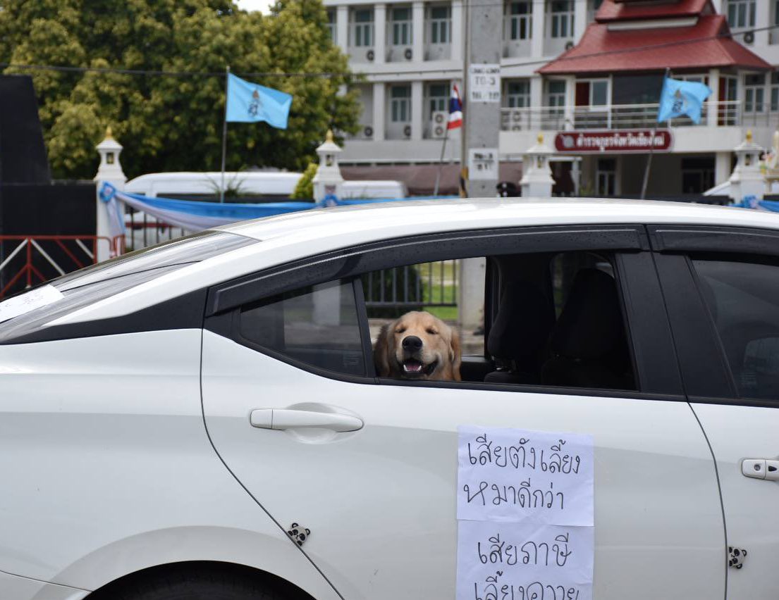 น้องมาไล่ควายด้วยฮับ กัดมันเรยลูก #ม็อบ15สิงหา