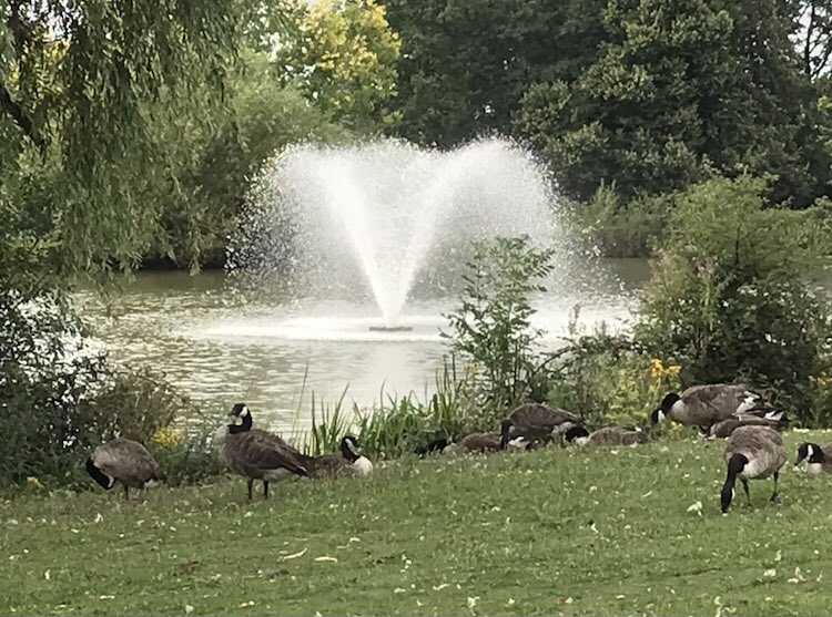 #lovebillericay #Billericayessex #lakemeadowssunset love walking around the lake at lake meadows Billericay just as the sun sets.