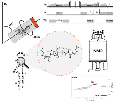MarchankaLab's tweet photo. Happy to share our new paper on RNA assignment by solid-state NMR! https://t.co/J4pQgzOvUJ
