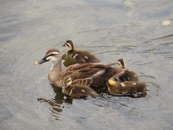 pastirica's tweet photo. Heavy rain hitting Japan now. 
I wonder whether the Indian spot-billed ducks (Anas poecilorhyncha) are alright... stay safe, please. 

(Photo: 12. August, 2021, just three days ago)
#BirdsSeenIn2021 #canonphotography #wildlife #nature #birder #birdwatching #birdphotography https://t.co/jVVNU5Peho