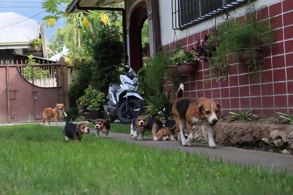 pupperoons tweet picture
