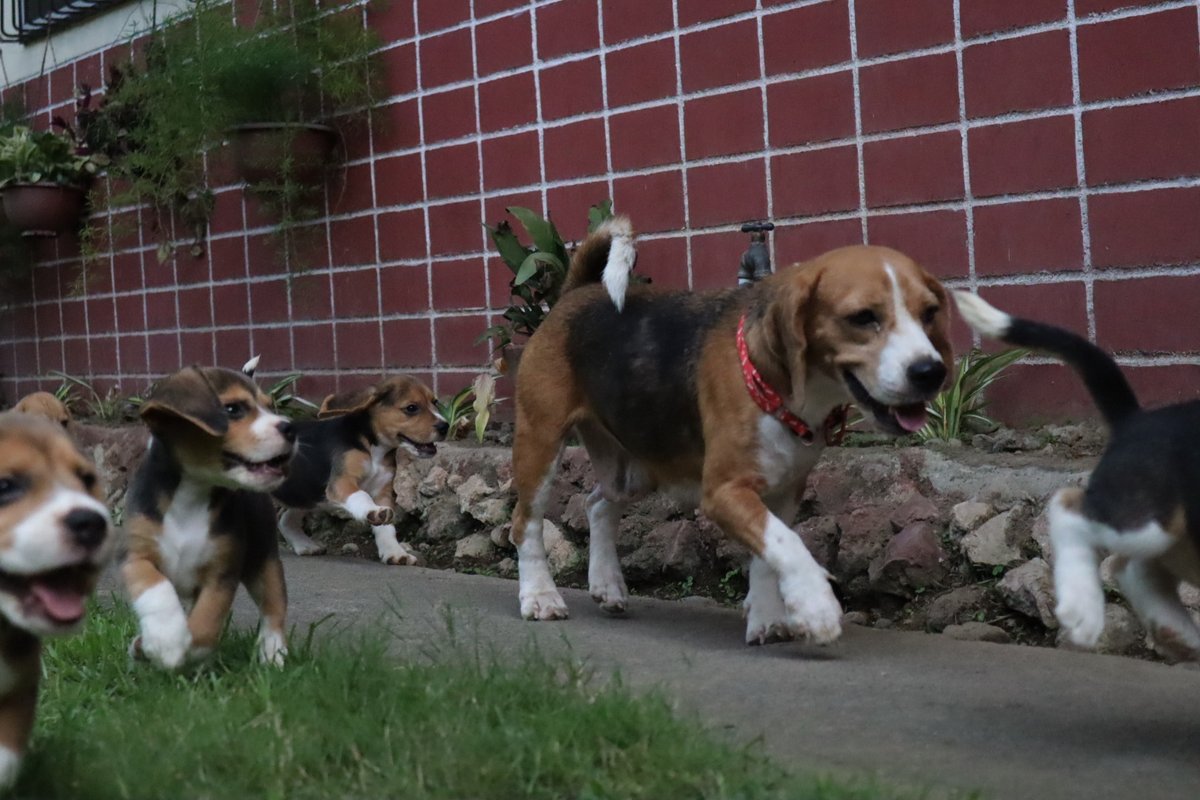 pupperoons tweet picture