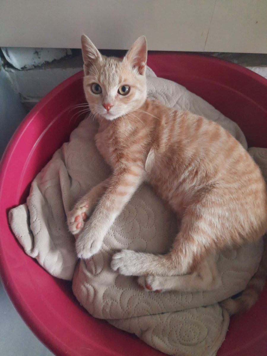 Zeyto_'s tweet photo. Sevgi iyileştirir 💜 Simba’ya hala yuva arıyorum... Üst solunum yolu enfeksiyonu geçirdi. Şu an gayet sağlıklı. Önümüzdeki aylar soğuk dışarıda yapamaz. Tek ihtiyacı sıcak, güvenli bir yuva ve onu çok seven bir aile. Hem çok oyuncu hem kucak delisi...Onun şansı olur musunuz? https://t.co/8YnTnX1OF4