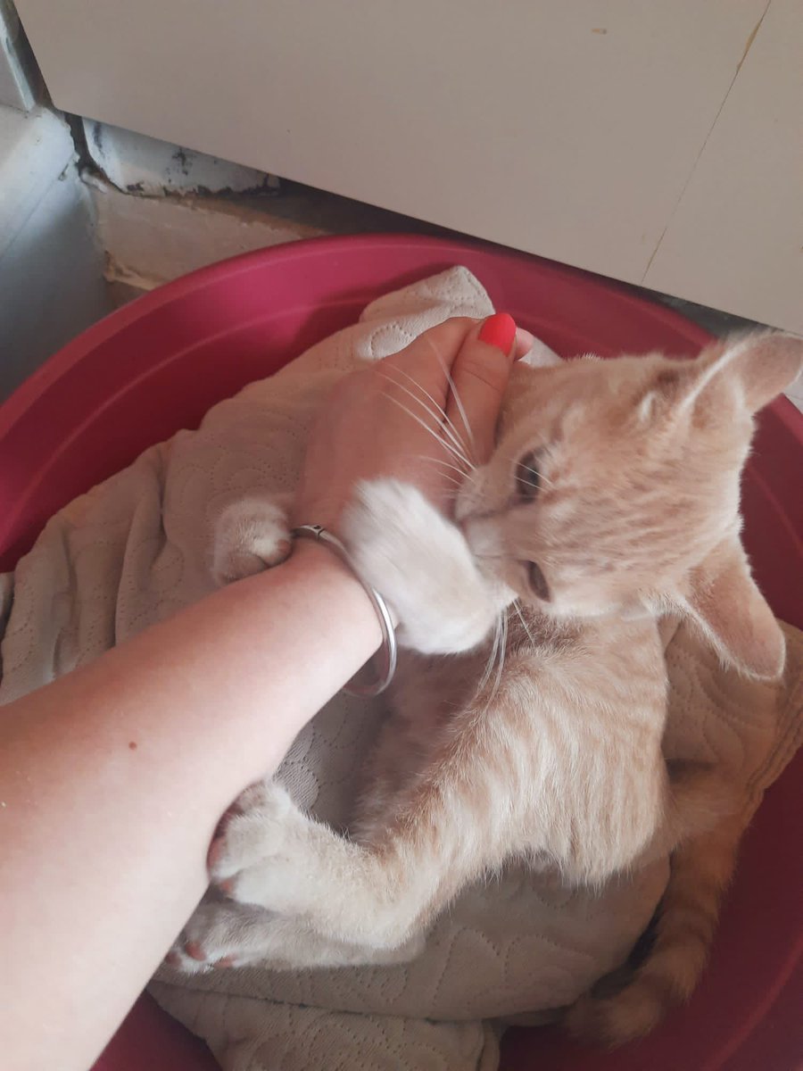 Zeyto_'s tweet photo. Sevgi iyileştirir 💜 Simba’ya hala yuva arıyorum... Üst solunum yolu enfeksiyonu geçirdi. Şu an gayet sağlıklı. Önümüzdeki aylar soğuk dışarıda yapamaz. Tek ihtiyacı sıcak, güvenli bir yuva ve onu çok seven bir aile. Hem çok oyuncu hem kucak delisi...Onun şansı olur musunuz? https://t.co/8YnTnX1OF4