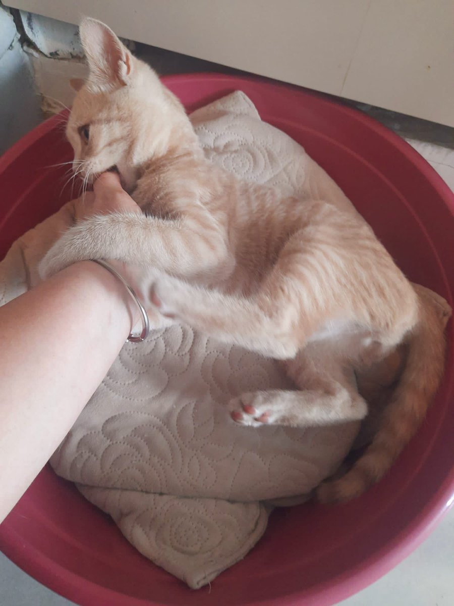 Zeyto_'s tweet photo. Sevgi iyileştirir 💜 Simba’ya hala yuva arıyorum... Üst solunum yolu enfeksiyonu geçirdi. Şu an gayet sağlıklı. Önümüzdeki aylar soğuk dışarıda yapamaz. Tek ihtiyacı sıcak, güvenli bir yuva ve onu çok seven bir aile. Hem çok oyuncu hem kucak delisi...Onun şansı olur musunuz? https://t.co/8YnTnX1OF4