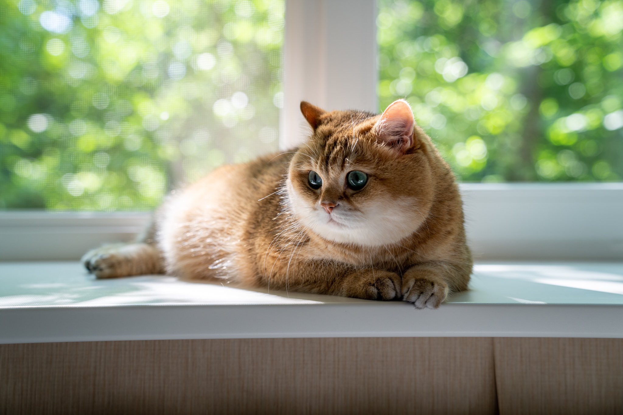 Кот Хосико в очках