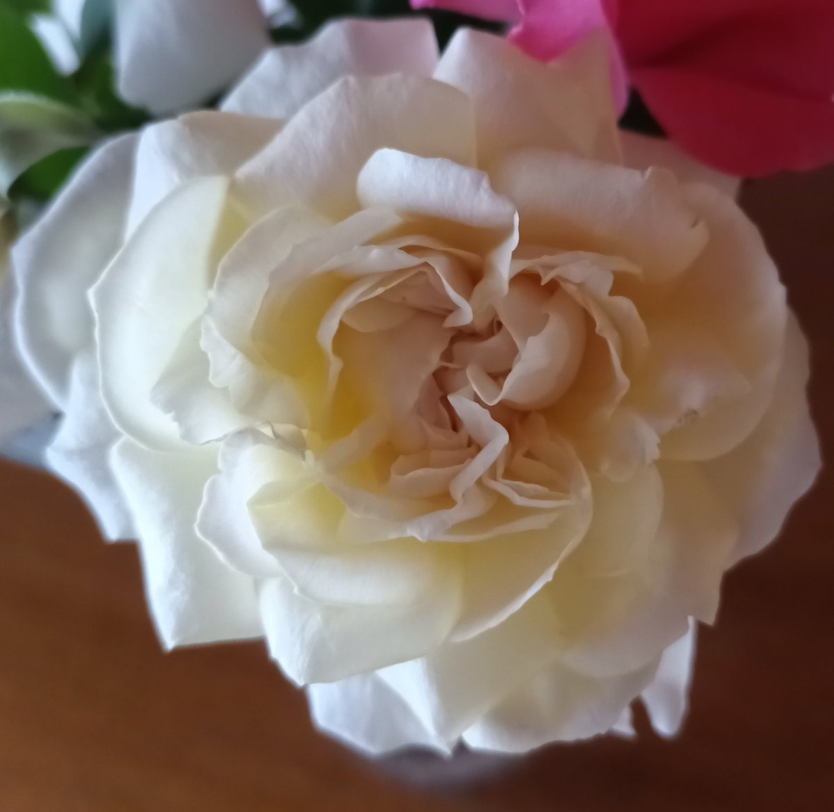 今井康絵 漫画家 この薔薇はパブロワ あの伝説のバレリーナ アンナ パブロワにちなんだ薔薇です とっても良い香り 今井康絵 漫画家 この薔薇はパブロワ あの伝説のバレリーナ アンナ パブロワにちなんだ薔薇です とっても良い香り