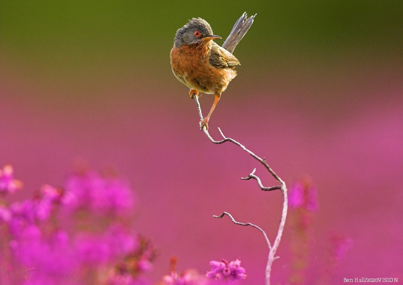 WildlifeTrusts's tweet photo. As the heather bursts into flower at the end of the summer, the moors become a blazing carpet of purple for as far as the eye can see! 
💜💜💜💜💜
https://t.co/bd4d5EfAXP https://t.co/Ku8Mhbm3DX