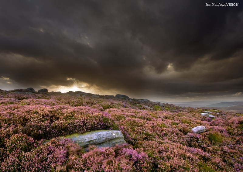 WildlifeTrusts's tweet photo. As the heather bursts into flower at the end of the summer, the moors become a blazing carpet of purple for as far as the eye can see! 
💜💜💜💜💜
https://t.co/bd4d5EfAXP https://t.co/Ku8Mhbm3DX