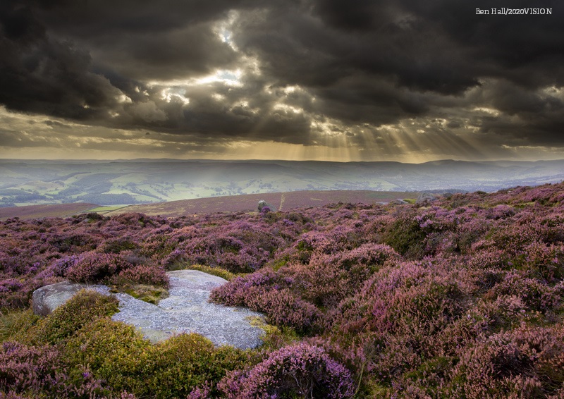 WildlifeTrusts's tweet photo. As the heather bursts into flower at the end of the summer, the moors become a blazing carpet of purple for as far as the eye can see! 
💜💜💜💜💜
https://t.co/bd4d5EfAXP https://t.co/Ku8Mhbm3DX
