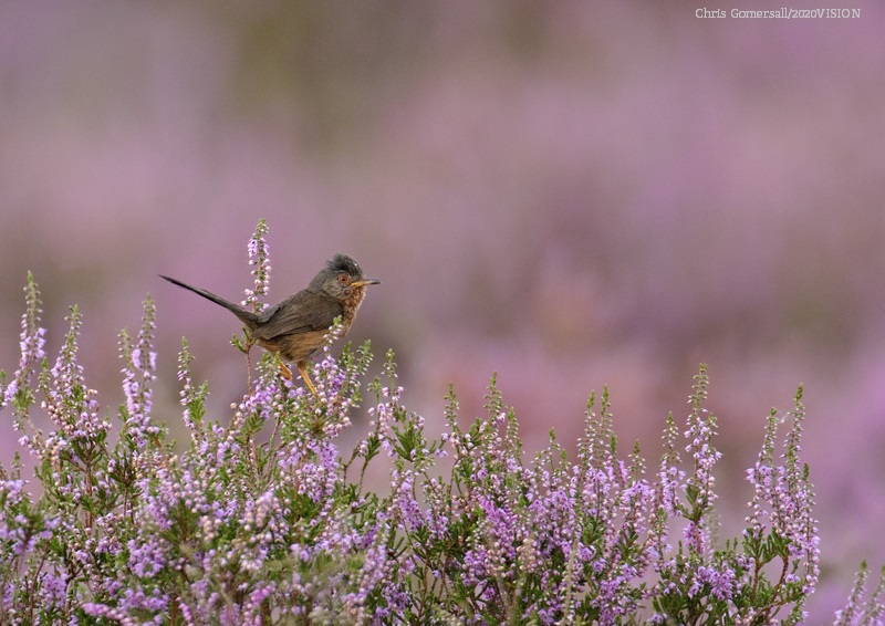 WildlifeTrusts's tweet photo. As the heather bursts into flower at the end of the summer, the moors become a blazing carpet of purple for as far as the eye can see! 
💜💜💜💜💜
https://t.co/bd4d5EfAXP https://t.co/Ku8Mhbm3DX