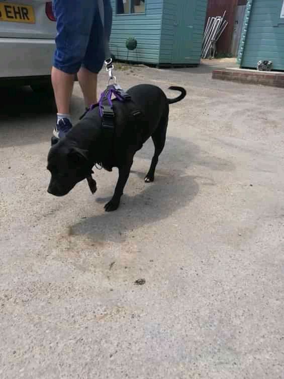 NWDogRescue's tweet image. Lulu needs a furever home.
Please RT her details to help her find it.
findingfureverhomes.org.uk/dogs/lulu/