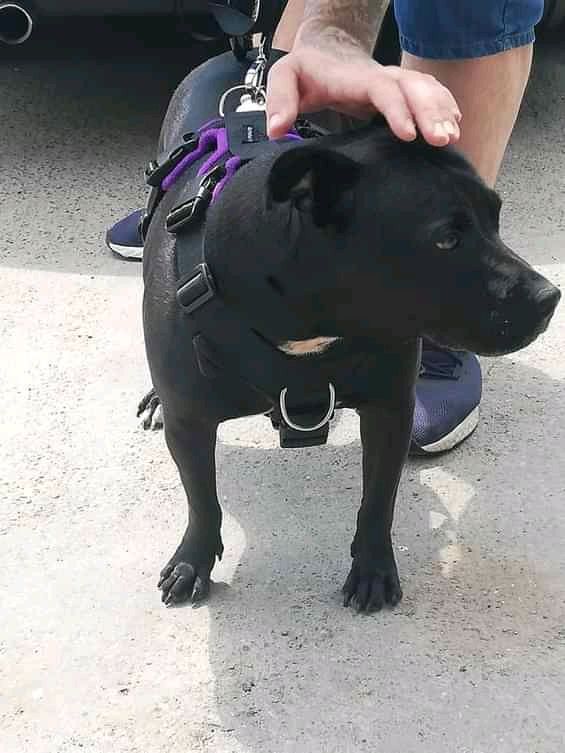 NWDogRescue's tweet image. Lulu needs a furever home.
Please RT her details to help her find it.
findingfureverhomes.org.uk/dogs/lulu/