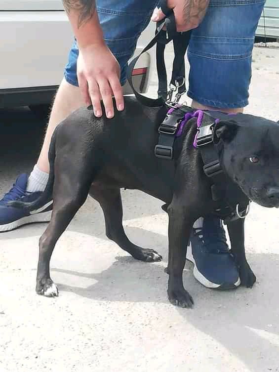 NWDogRescue's tweet image. Lulu needs a furever home.
Please RT her details to help her find it.
findingfureverhomes.org.uk/dogs/lulu/