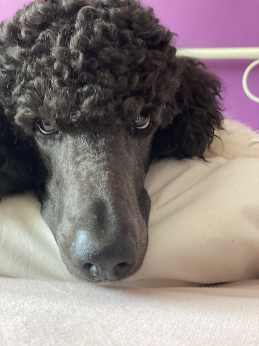 Natwhitestone's tweet photo. Groomed Wilson this week. Love the time we spend together. Good mental break for me and he just loves being brushed and clipped. 💙 #poodle #diygroomer #partipoodle #notsostandardpoodle https://t.co/b0HyRsK13Z