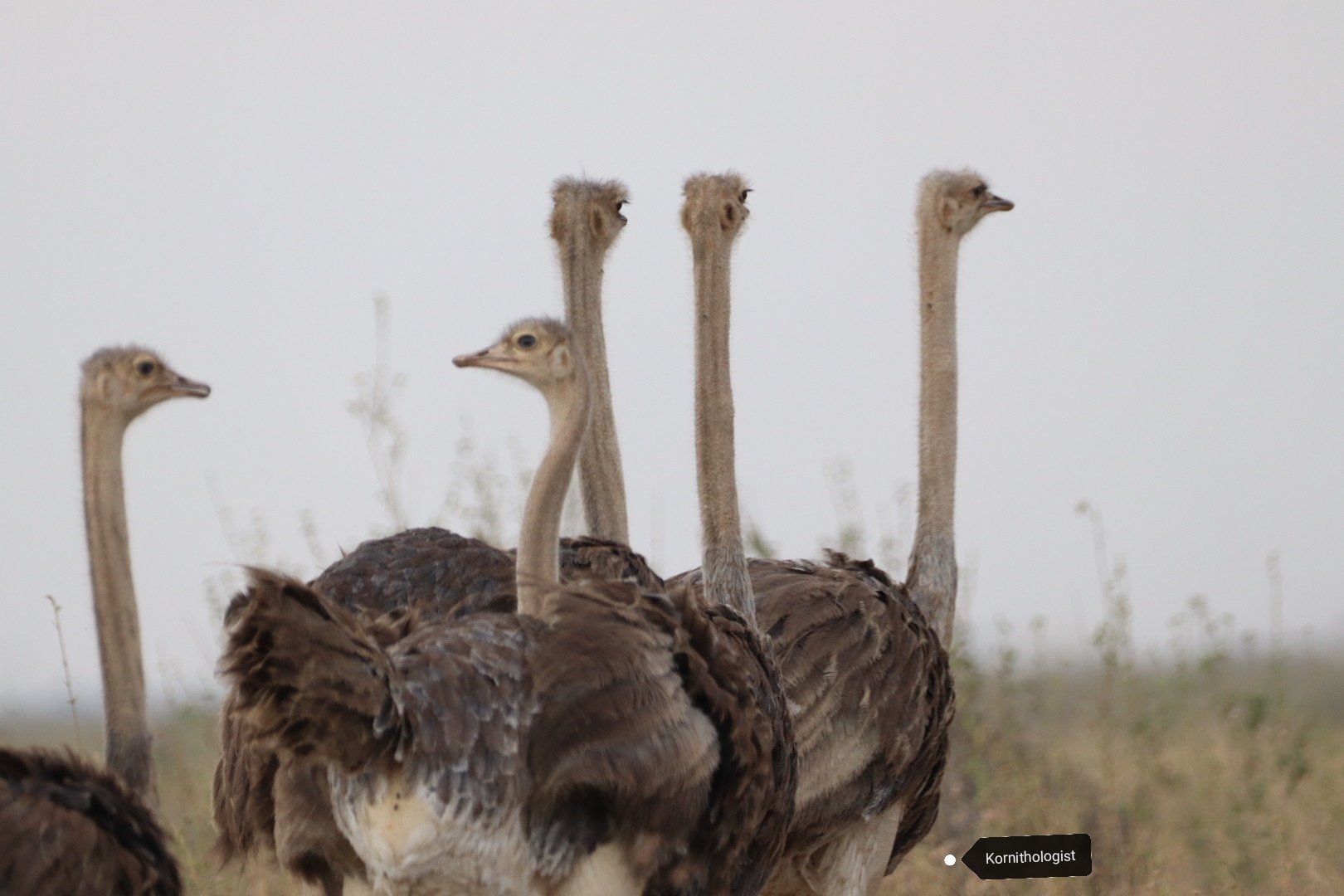 Ostrich Journal Of African Ornithology Ostrichjao Twitter