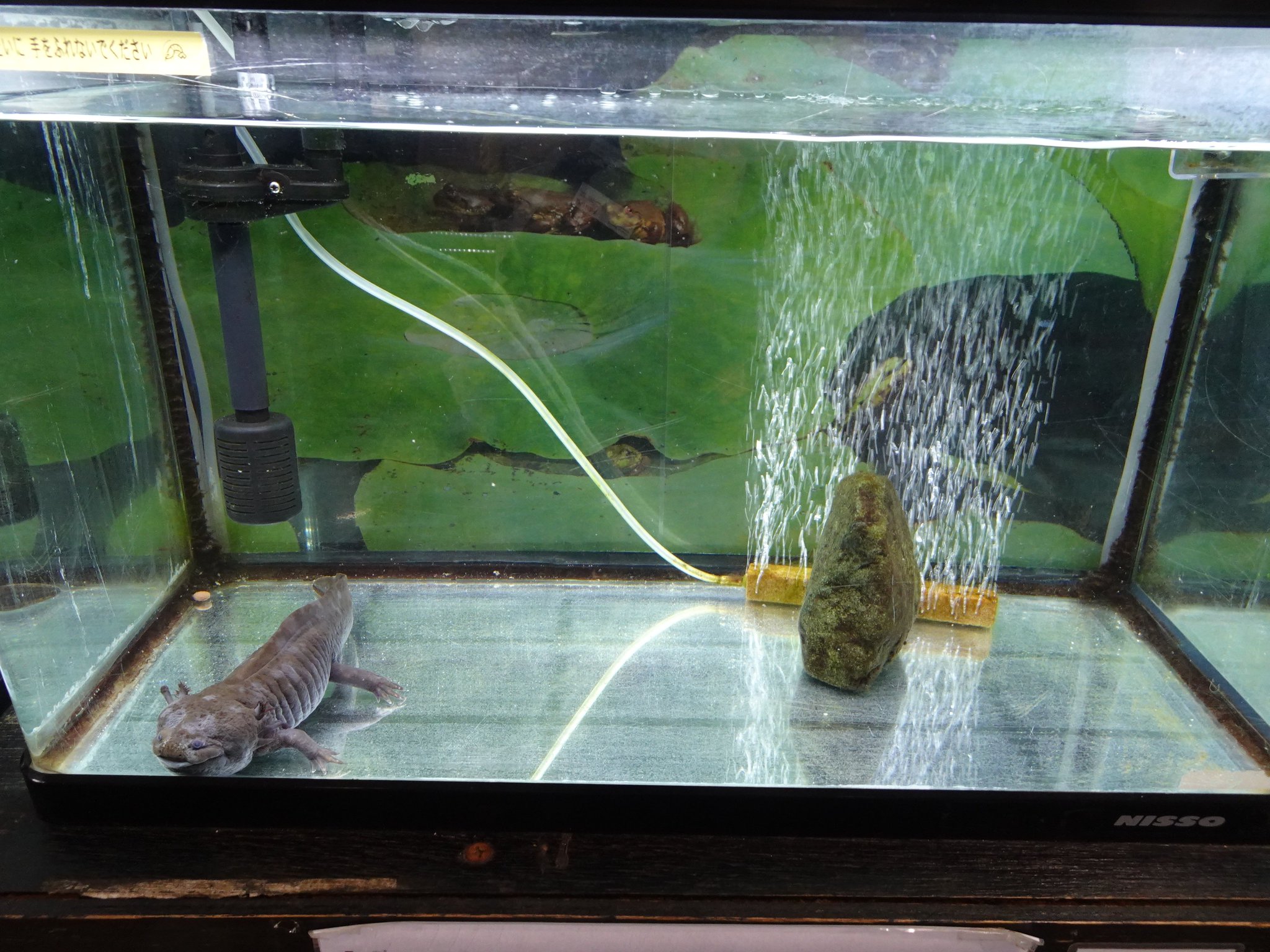 تويتر ずけもの على تويتر たとえばウーパールーパー水槽も 水槽内はレイアウトシンプルだけど 背景を写真 しかもすぐそばの霞ヶ浦の風景にしたりと工夫がみられます 土浦市ネイチャーセンターより T Co 8lwx5bipb5