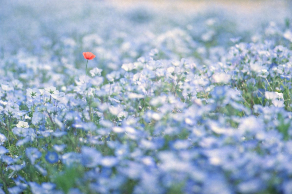 521_yoshi's tweet photo. 国営讃岐まんのう公園
撮影日:2021年4月18日
Camera:KONICA AUTOREFLEX T3
Lens:KONICA HEXANON AR 52㎜ F1.8
Film:Kodak color plus 200
#35mmphotography #konica #konicaautoreflext3 #konicahexanon #kodak #kodakcolorplus200 https://t.co/PDTNAA2GXa
