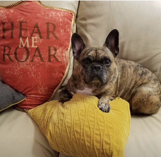 KevinODNYC's tweet photo. My little Lannister left me last week!

Sam,
I love you!
I miss you!
I want you back!
Thank you for letting me be your wingman for 13 years…
March 15, 2008-August 11, 2021

@dire_pug_Sam #GoT #lannister #pugs @dog_rates https://t.co/eT90ty2Wvs
