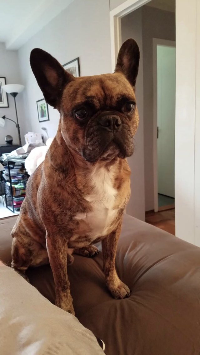 KevinODNYC's tweet photo. My little Lannister left me last week!

Sam,
I love you!
I miss you!
I want you back!
Thank you for letting me be your wingman for 13 years…
March 15, 2008-August 11, 2021

@dire_pug_Sam #GoT #lannister #pugs @dog_rates https://t.co/eT90ty2Wvs