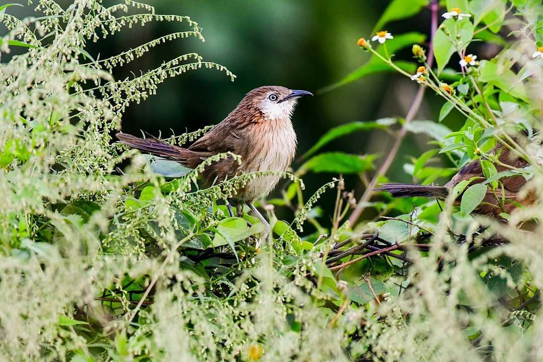 nepaltourismb's tweet image. #Nepal is a bird watchers' paradise. With more than 23 % protected area, Nepal abounds in lush forests home 2 abt 850 species birds. Ktm Valley, Chitwan, Bardiya, Lumbini, Annapurna, Everest, Rara r grt 4 #birdswatchinginNepal
#NepalNOW #NepalAwaits #LifetimeExperiences