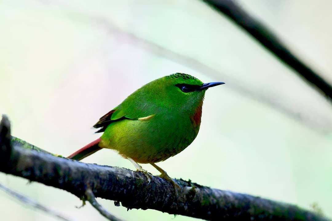nepaltourismb's tweet image. #Nepal is a bird watchers' paradise. With more than 23 % protected area, Nepal abounds in lush forests home 2 abt 850 species birds. Ktm Valley, Chitwan, Bardiya, Lumbini, Annapurna, Everest, Rara r grt 4 #birdswatchinginNepal
#NepalNOW #NepalAwaits #LifetimeExperiences