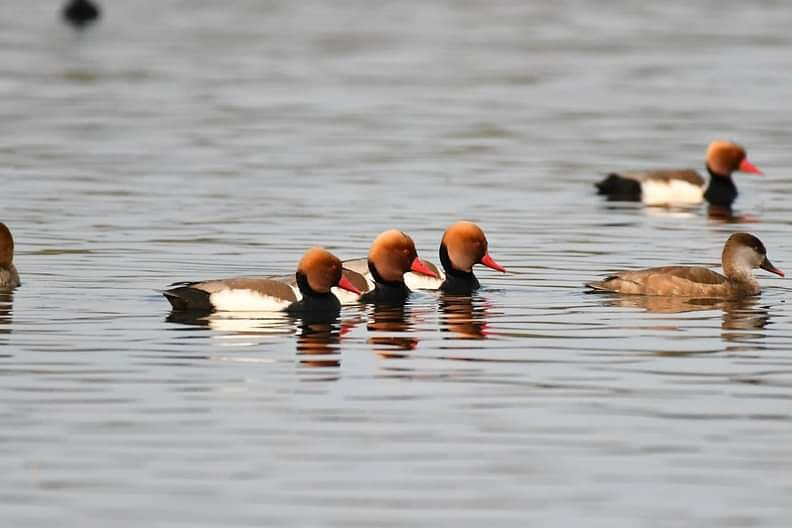 nepaltourismb's tweet image. #Nepal is a bird watchers' paradise. With more than 23 % protected area, Nepal abounds in lush forests home 2 abt 850 species birds. Ktm Valley, Chitwan, Bardiya, Lumbini, Annapurna, Everest, Rara r grt 4 #birdswatchinginNepal
#NepalNOW #NepalAwaits #LifetimeExperiences