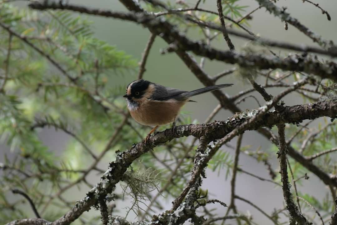nepaltourismb's tweet image. #Nepal is a bird watchers' paradise. With more than 23 % protected area, Nepal abounds in lush forests home 2 abt 850 species birds. Ktm Valley, Chitwan, Bardiya, Lumbini, Annapurna, Everest, Rara r grt 4 #birdswatchinginNepal
#NepalNOW #NepalAwaits #LifetimeExperiences