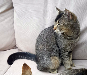 💔 IN MEMORIAM 
KAT INDY
poes, cypers/wildkleur
#OCHTEN #GE  
#DHver 15/6/21 facebook.com/DeHerenigingGe…