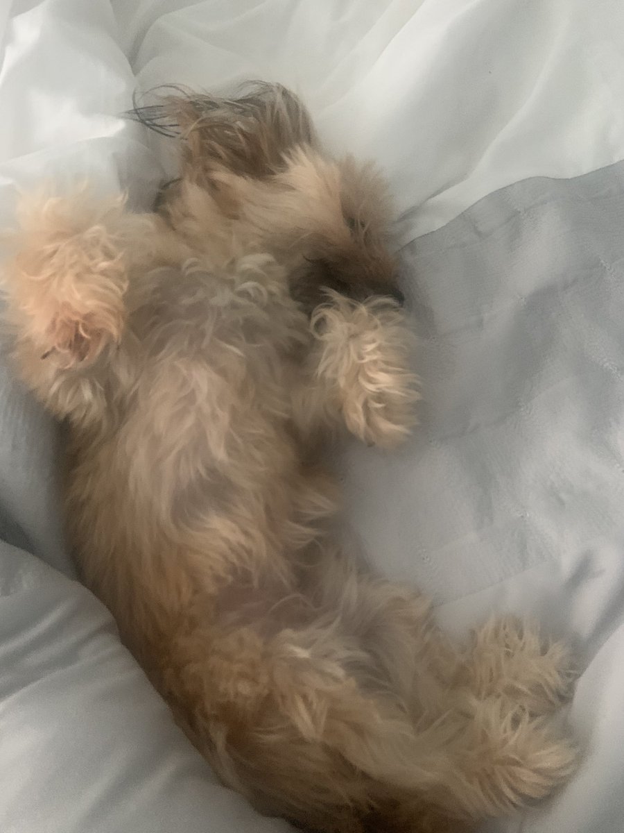 michellegould_'s tweet photo. Leaving the bed to go play a camogie match and someone steals my spot. #Coco #mood #Sunday #minifox https://t.co/EIXYWPWCN6