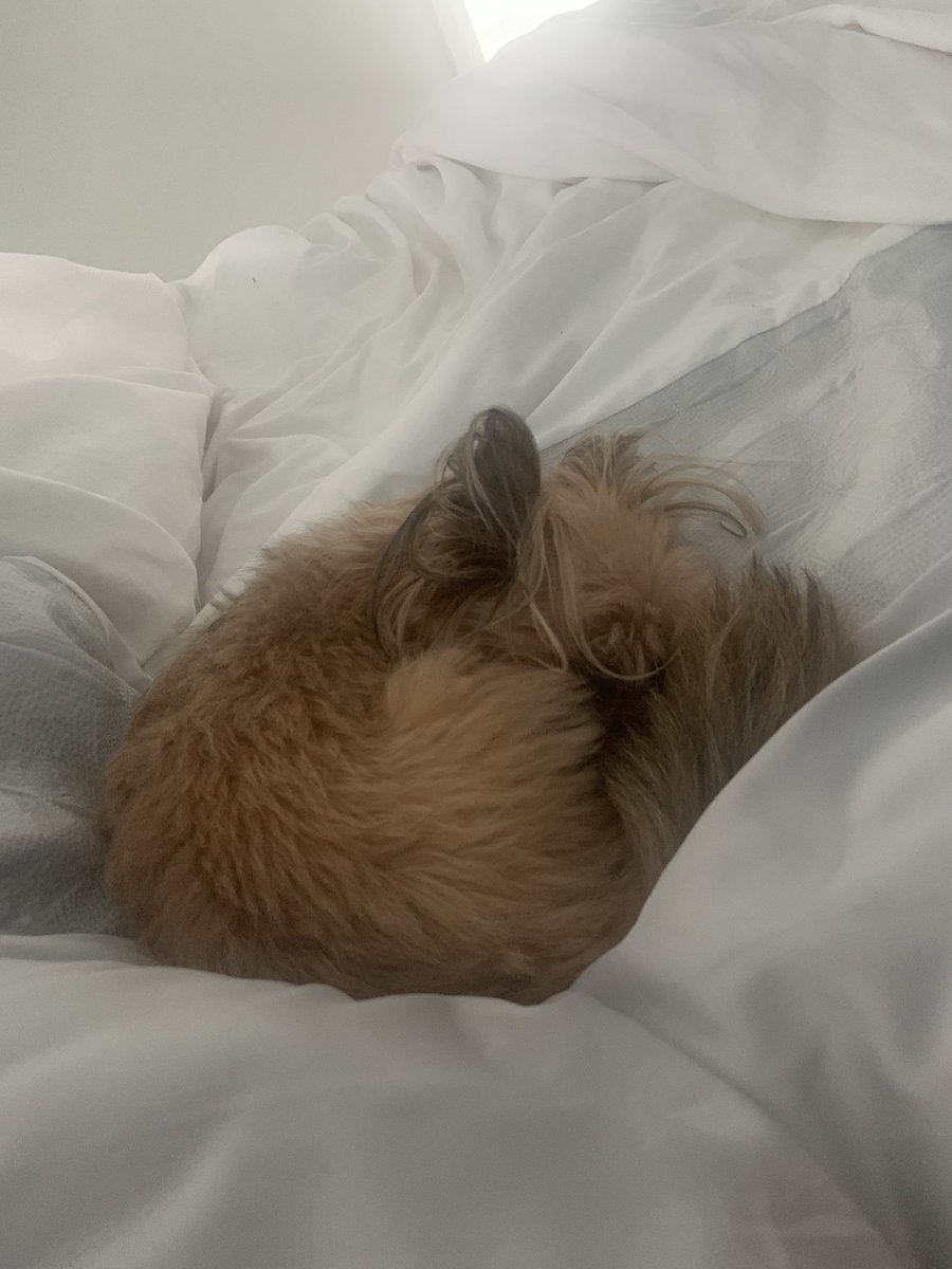 michellegould_'s tweet photo. Leaving the bed to go play a camogie match and someone steals my spot. #Coco #mood #Sunday #minifox https://t.co/EIXYWPWCN6