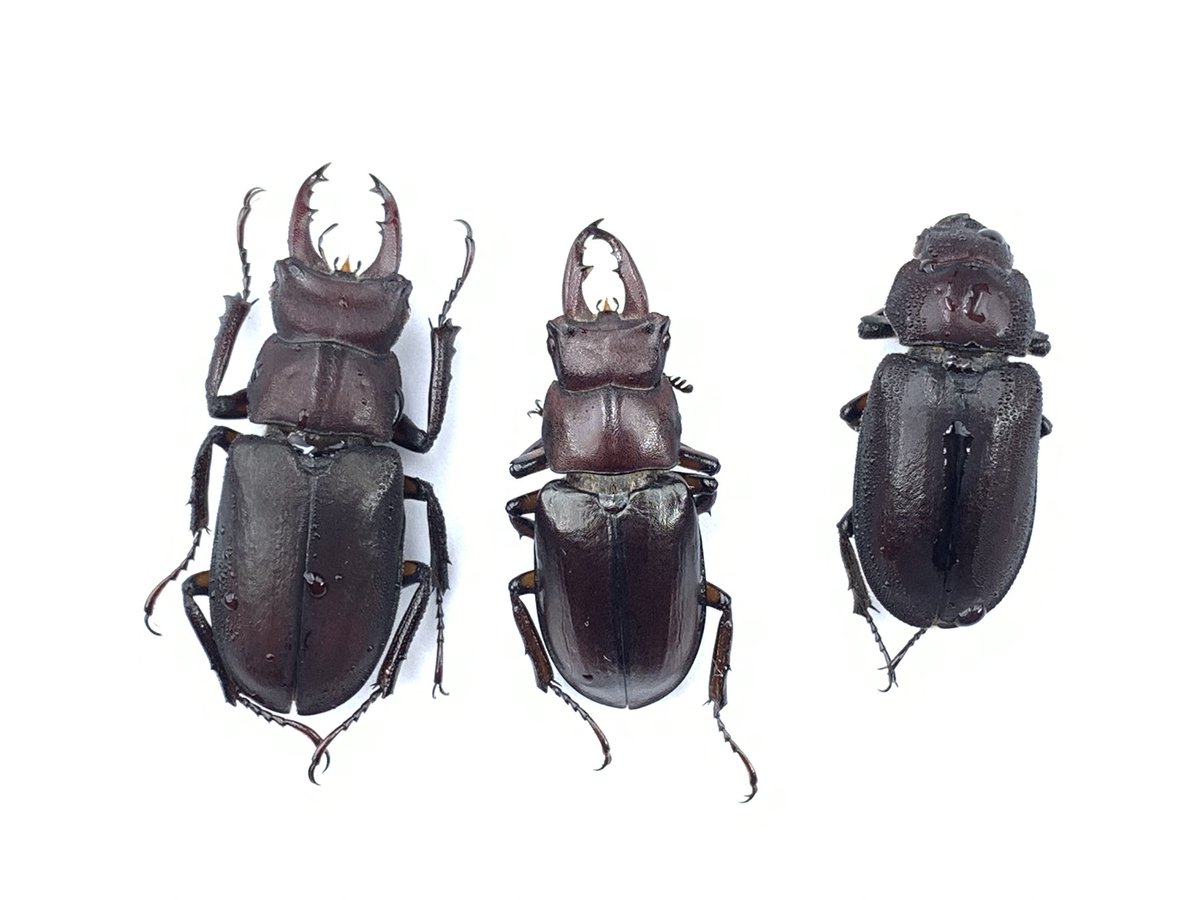 みち標本屋 (@insect_project) / Posts / X