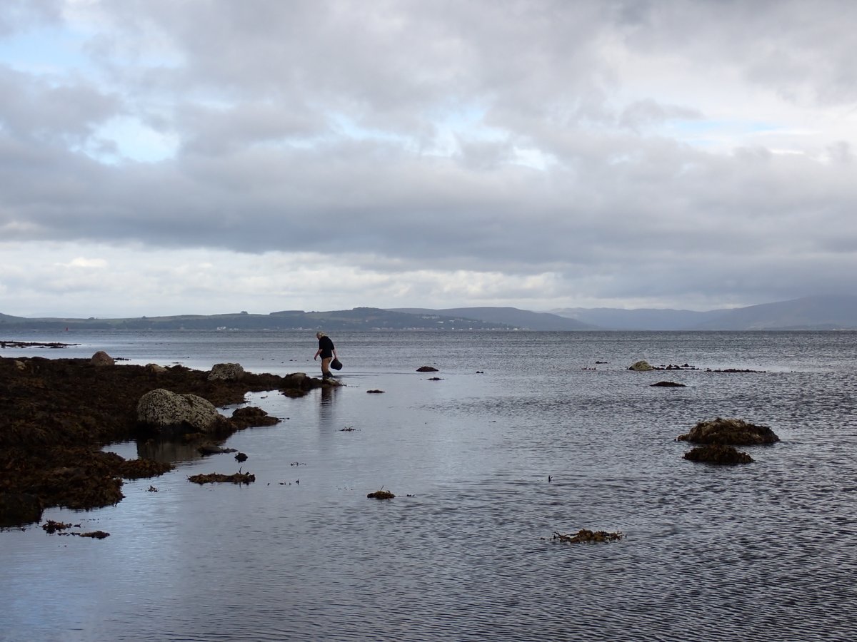 darwintreelife's tweet photo. Our #DarwinTreeOfLife collections at @FSC_Millport continue...

Arriving early by bike. Searching for key species on the rocky shore. Then back to base to identify our organisms. 🐚🦀🦐🦑

#rockpooling #science #Cumbrae #Scotland
@SangerToL https://t.co/WBNM4FGZq8