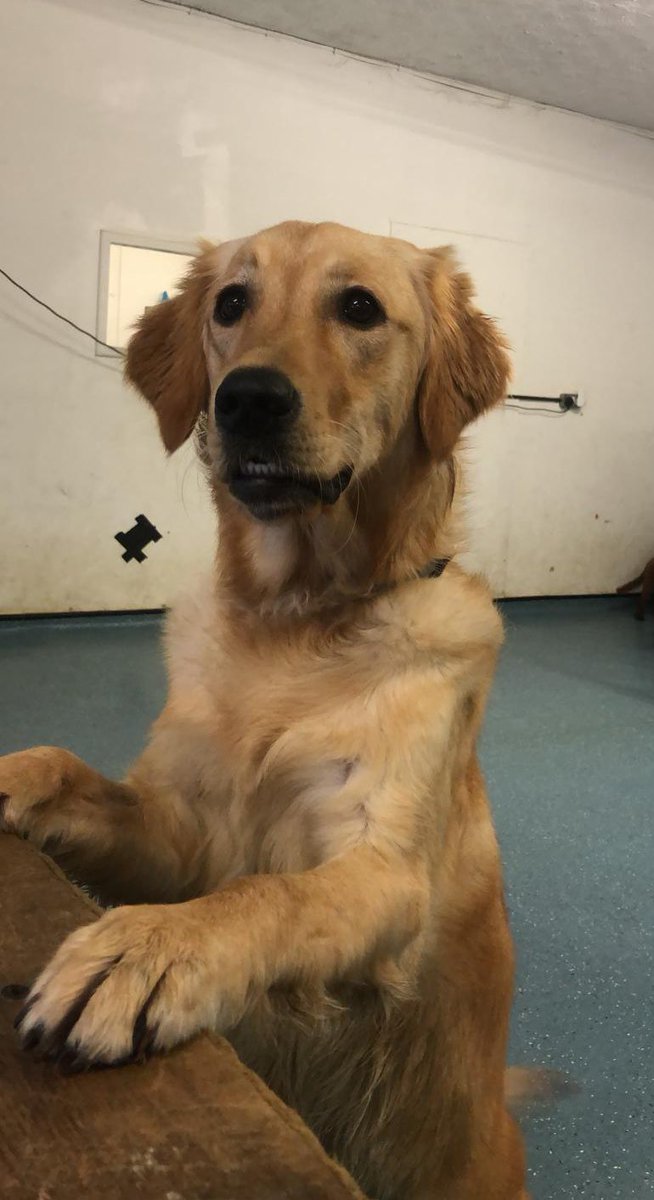 wadepryce's tweet image. Without downloading any new pics, quote tweet this with another pic of a very good dog.