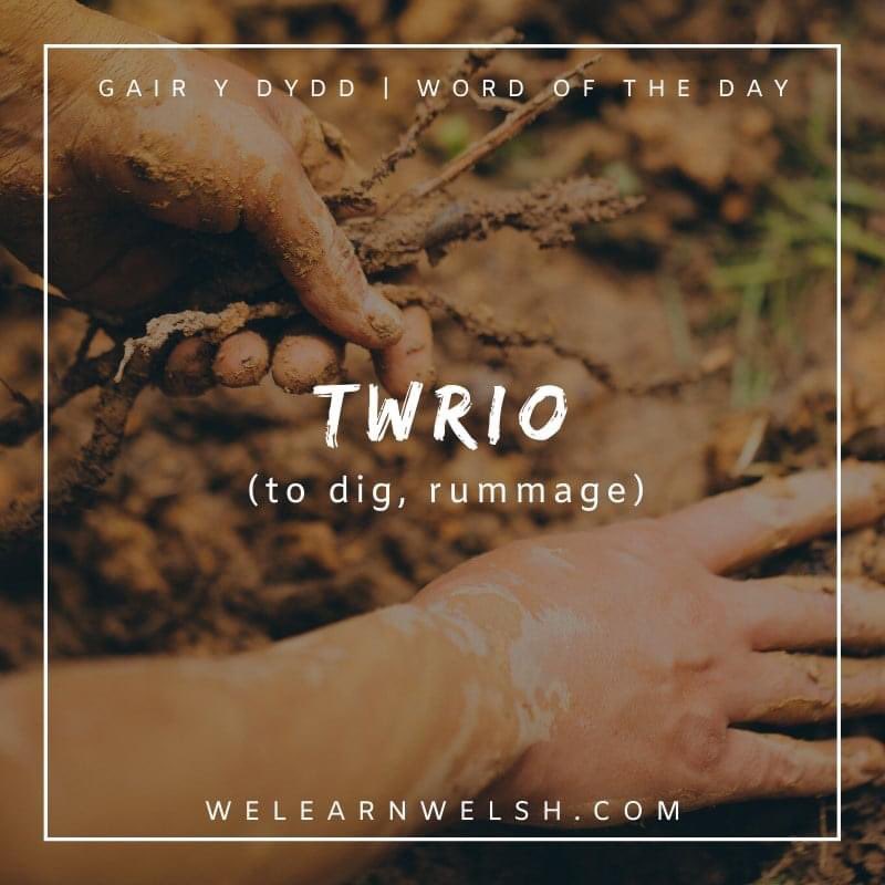 We Learn Welsh (@welearnwelsh) on Twitter photo Gair y dydd / Word of the day: twrio (dig, rummage)
Mae Mari wedi bod yn twrio'r archif i ffeindio'r clip fideo. = Mari has been digging through the archive to find the video clip.
#welsh #cymraeg Gair y dydd / Word of the day: twrio (dig, rummage)
Mae Mari wedi bod yn twrio'r archif i ffeindio'r clip fideo. = Mari has been digging through the archive to find the video clip.
#welsh #cymraeg