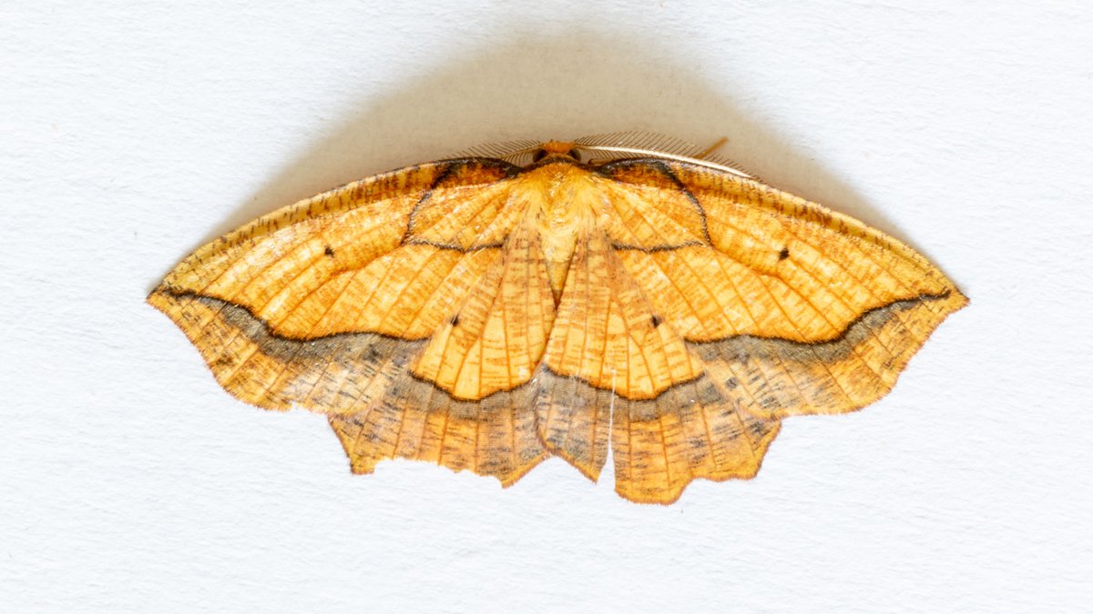 291 moths trapped last night that included five new for the year.  Orange Swift, Ringed China-mark, Bordered Beauty, Pebble Prominent and Six-striped Rustic.  Bordered Beauty was new for the garden and there was also three Tree-lichen Beauty.
