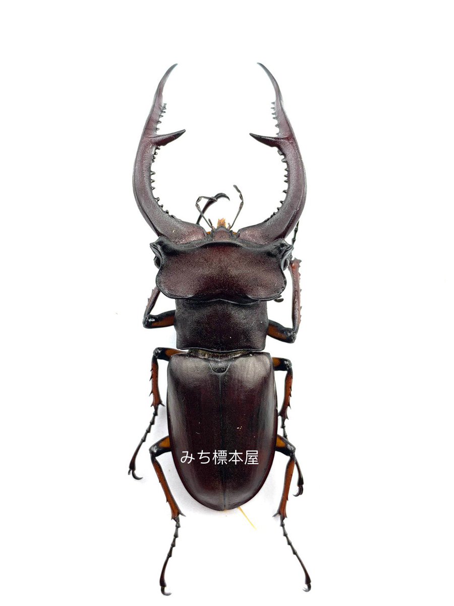標本】希少ルディヴィナミヤマクワガタ 39.1ミリ 中国産 野外品 標本