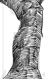 これはちょっとセクシーな感じになった木の幹。 