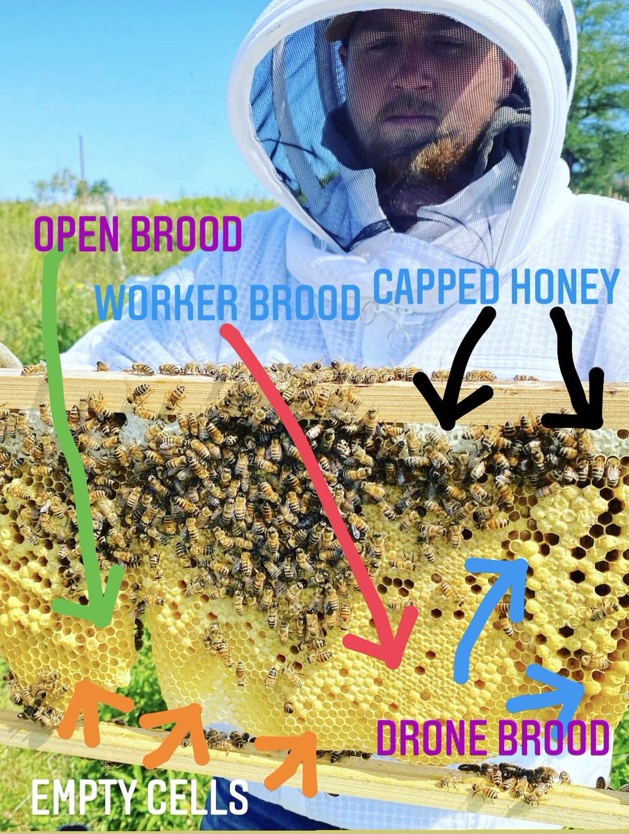 adelaideshoney's tweet photo. Hive Inspection Basicsπ
- Brood frame
- Capped Honey
- Open Brood
- Eggs
@CBCNL @NTVNewsNL @VOCMOpenline @CStokescbc
#naturalbeekeeping #BestForTheBees #BecomeaBeekeeper #nlwx #StopHoneyBeeImportsNL #thevoiceofnlbees #VarroaFree #beeeducation
#savethebees https://t.co/h3ujo4RLPJ