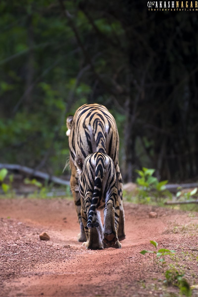 Following my mother's foot step
#bandhavgarh #tiger #nikonindia #wildlifeindia #photographyworkshop #nikonindiaofficial #natgeoyourshot #bbctravel #discovery #animalplanet  #wildlife #wildlifelovers #wildlifephotography  #nikond750 #mptourism #madhyapradeshtourism
