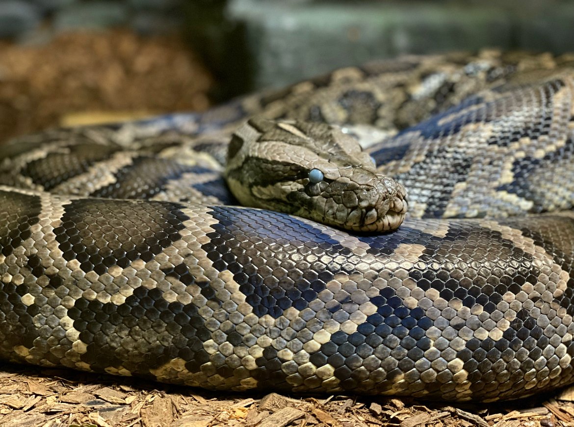 #DYK that when snakes shed their skin a layer of fluid builds up between the skin layers to help facilitate the shed. Snakes have a scale over their eye called their "eye cap" that also sheds during this process👀
When the fluid builds up there the eyes go a milky blue colour!
