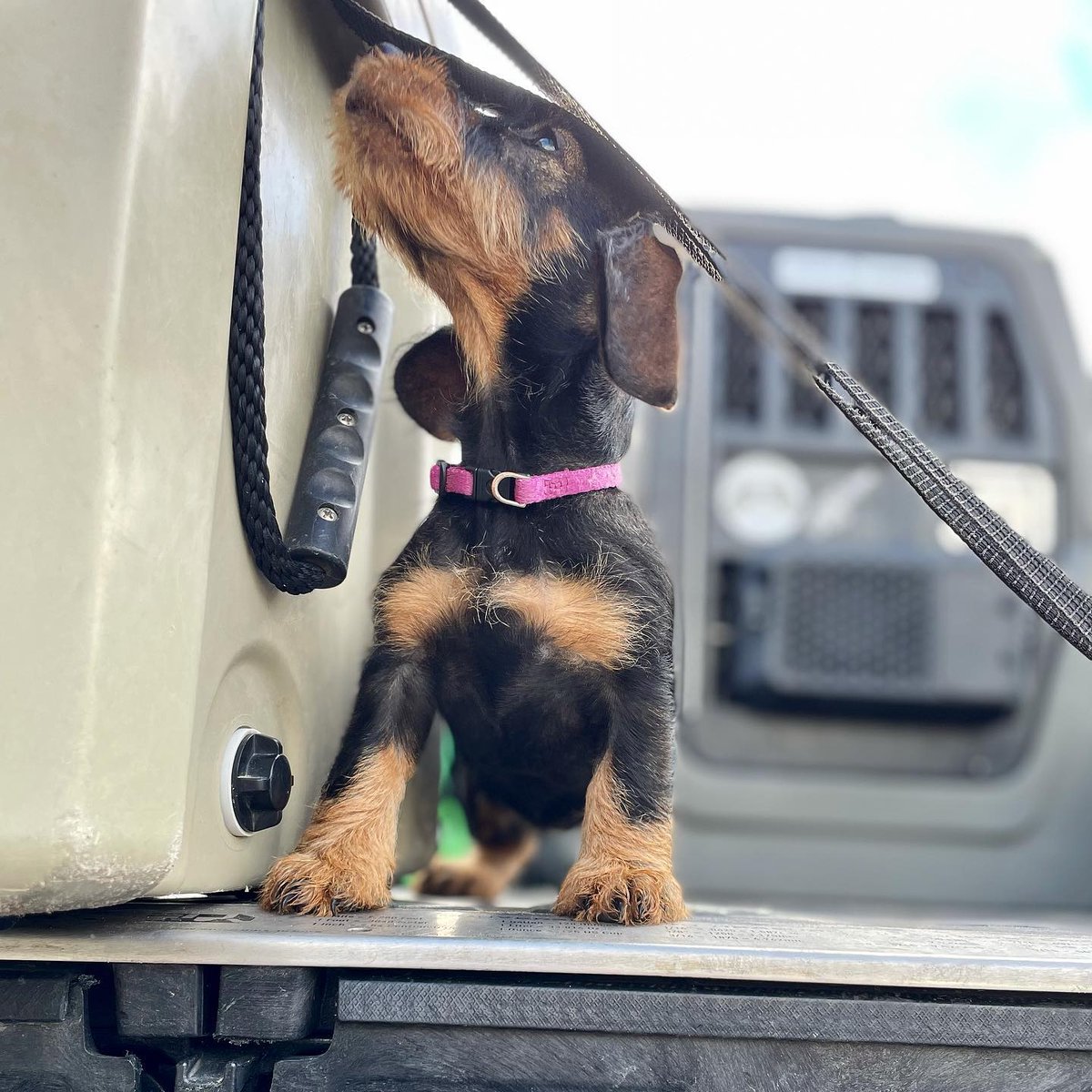 Gunner_Kennels's tweet photo. Small dog, big personality.
Photos by: Joe Swodoba
#GunnerDogs https://t.co/TuclGog3jC