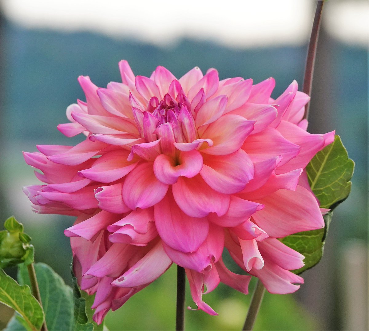 webbish6's tweet image. This Week on the Blog, Late Summer Edition: A Week of Wildfire Smoke, The First Week of Breadloaf with Pitches and Lectures, Plus the Sealey Challenge Continues: webbish6.com/a-week-of-wild… #SealeyChallenge #Breadloaf #wildfiresmoke