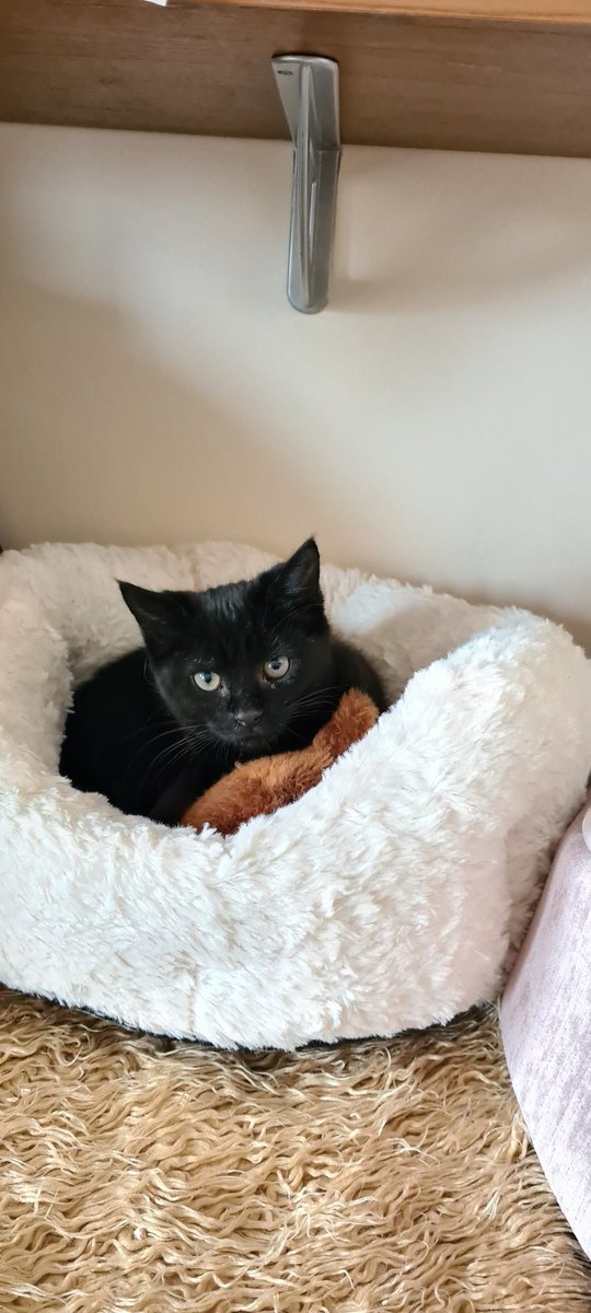 Still looking for a patient human to adopt Toni!
She's still a bit weary of humans and not cuddley, but she purrs and sits near enough!
Please help us find her the perfect home!
#AdoptDontShop #sundayvibes #chilling #rescuecats